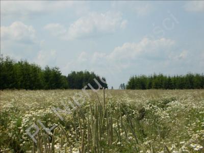 Działka na sprzedaż Tuniki