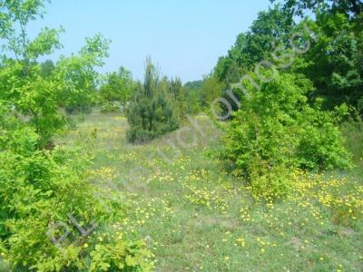 Działka na sprzedaż Grodzisk Mazowiecki