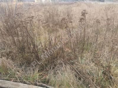 Działka na sprzedaż Kozerki