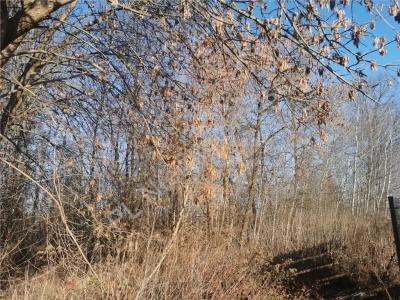 Działka na sprzedaż Budy-Grzybek