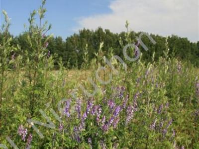 Działka na sprzedaż Pieńki Zarębskie